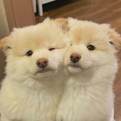 就让小狗来治愈你的不开心吧