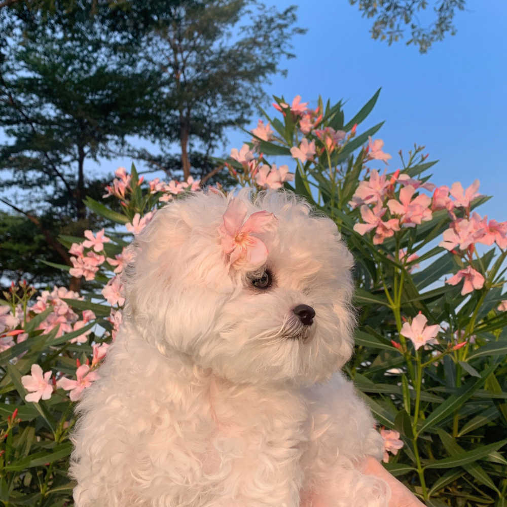 萌宠头像
