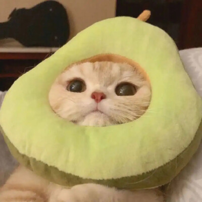 把你的心偷走 （太可爱了吧）