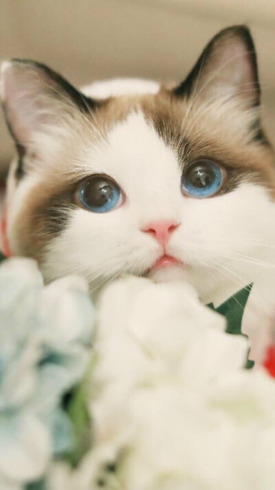 把你的心偷走 （太可爱了吧）