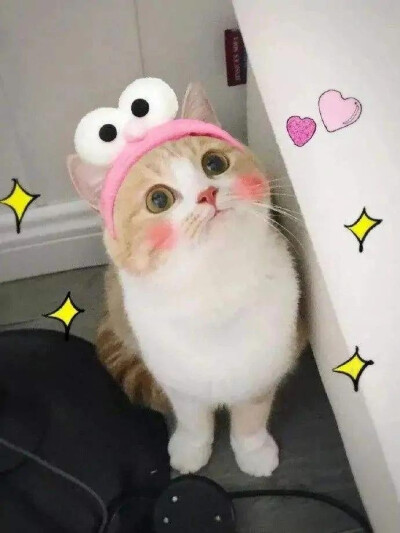 把你的心偷走 （太可爱了吧）