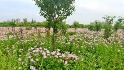 美丽吉安之赏花系列：月见草花海惹人醉