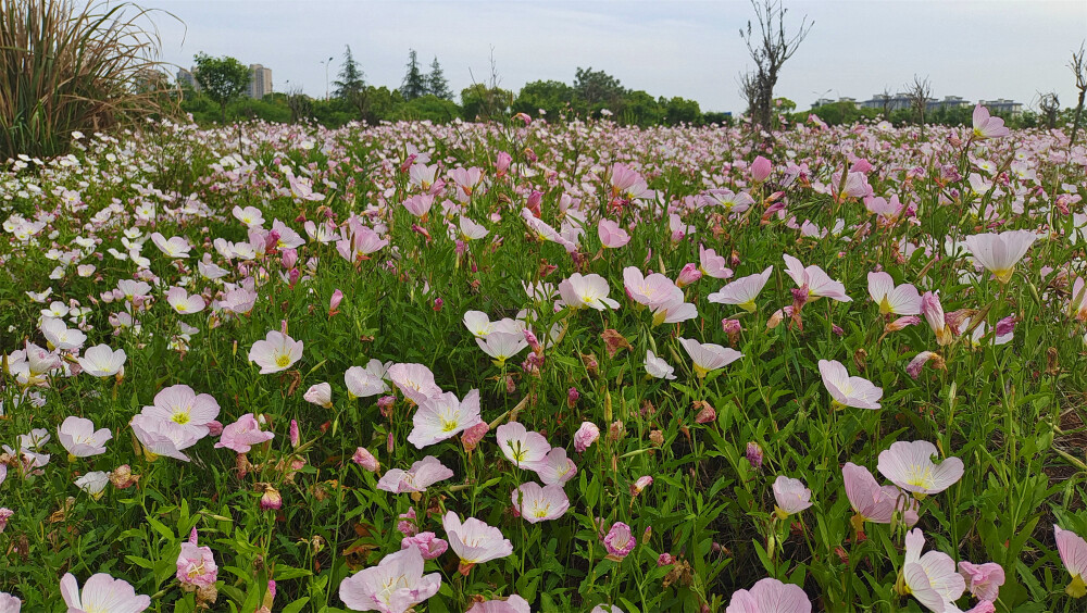 美丽吉安之赏花系列：月见草花海惹人醉