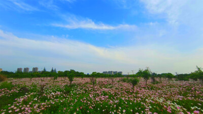 美丽吉安之赏花系列：月见草花海惹人醉