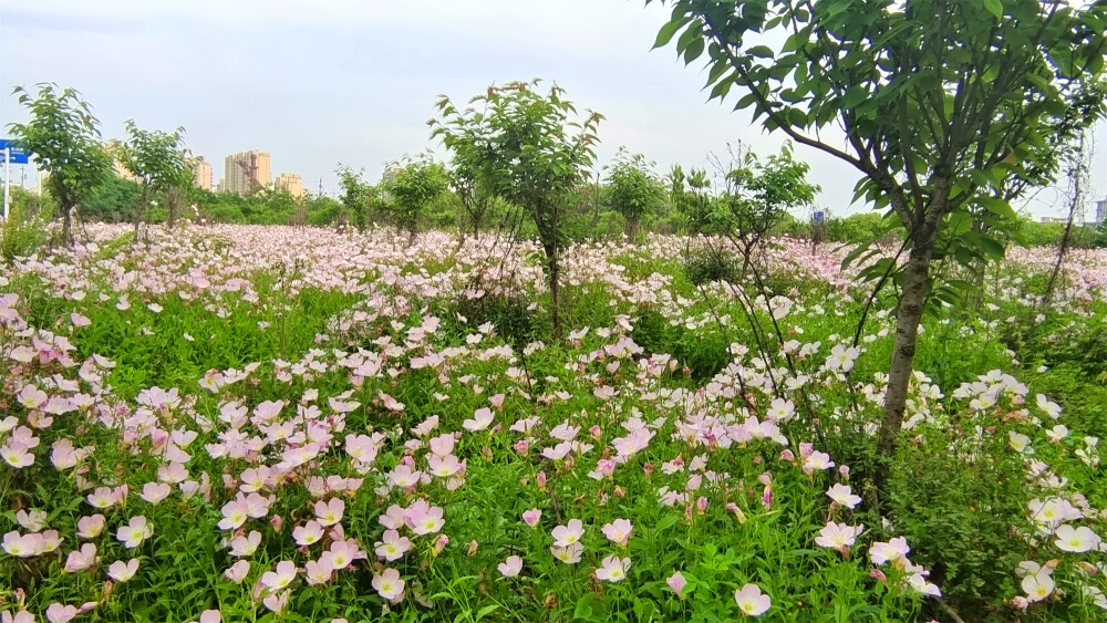 美丽吉安之赏花系列：月见草花海惹人醉