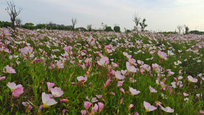 美丽吉安之赏花系列：月见草花海惹人醉