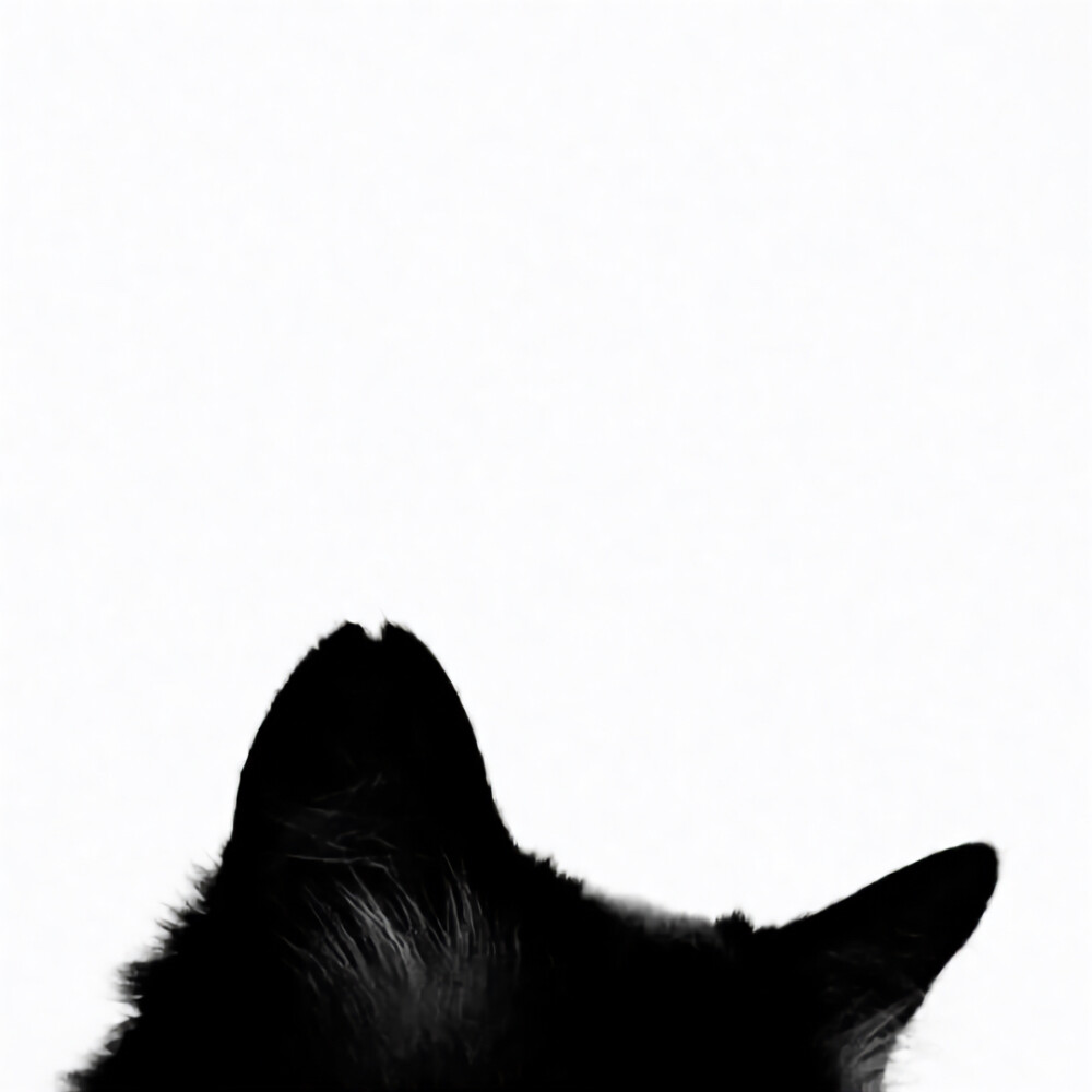 Black cat