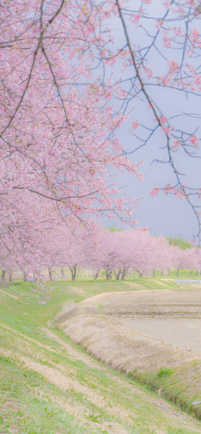 春日壁纸