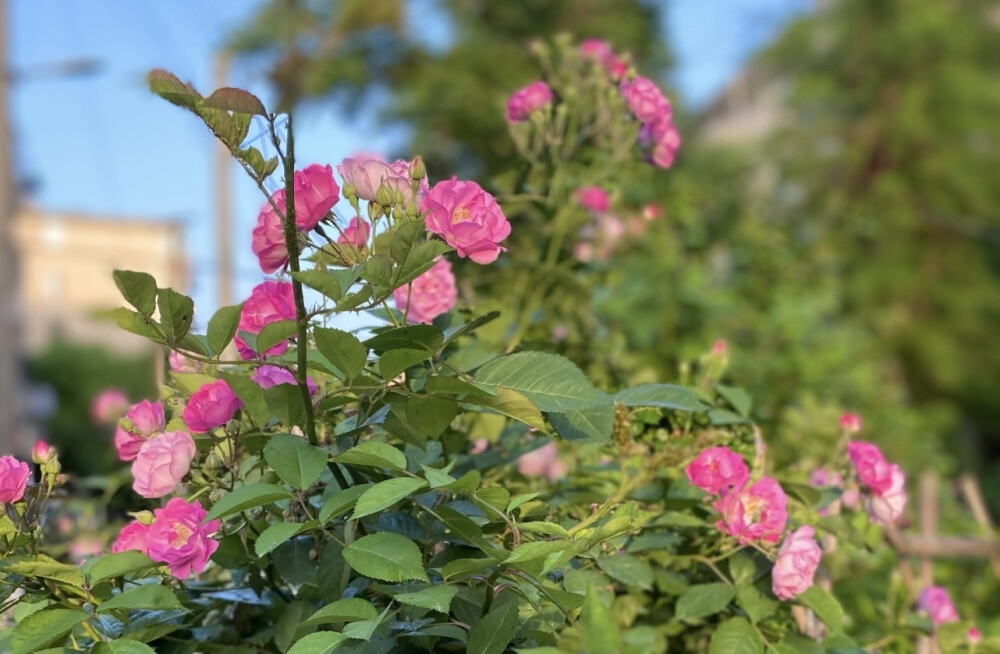 花花世界