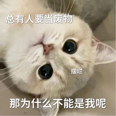 猫猫表情包
拿图收藏