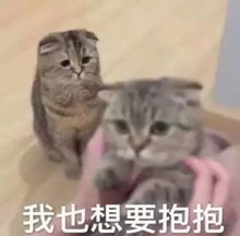 卑微の猫猫