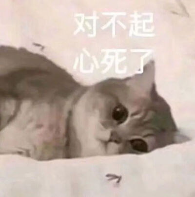 卑微の猫猫