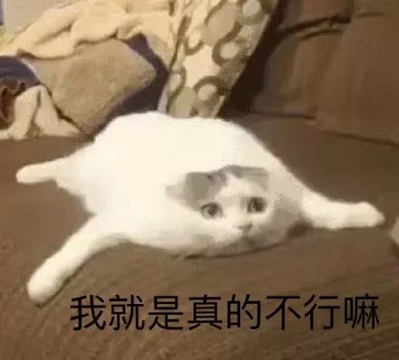 卑微の猫猫