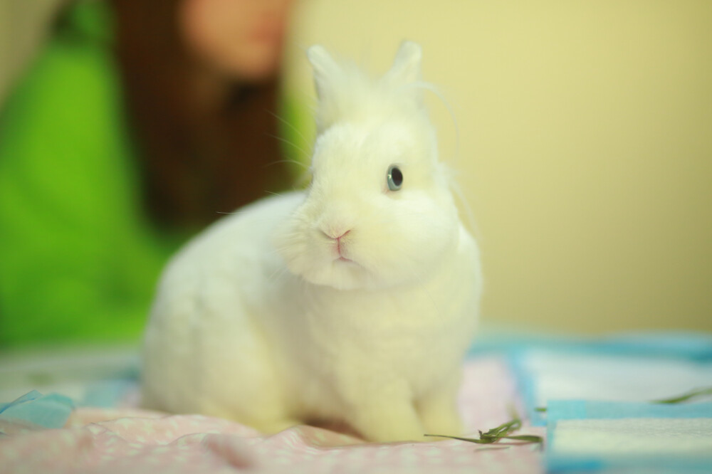 可爱的兔兔们
金豆，团子，摩卡，芝麻，露娜，纪梵希，猫猫，bunbun