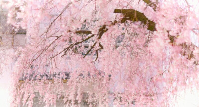 The Agreement under the Cherry （櫻）Blossom Tree