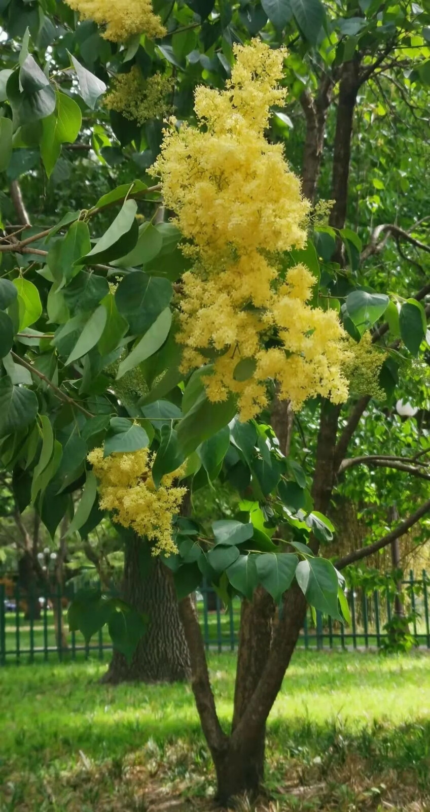 黄丁香/ 见惯了白花,紫花的丁香,你见过黄色的丁香花吗?