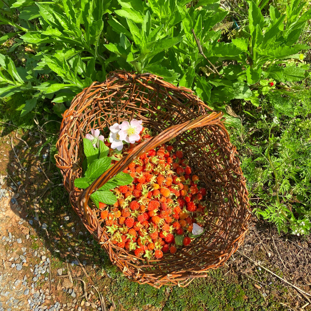 挎着自己编的小篮子去野外，想摘点金樱子花瓣做闽北的刺花饼，结果来晚了，人家连果实都长出来了（就像渣男去找前女友复合结果人家预产期都快到了），旁边金银花花苞密密麻麻，一朵都没开。正要走，近视眼模糊看见一点红，于是花费两个小时，我收获了：
1、几朵白云为期2小时的观赏权
2、被划破的毛茸茸衣服
3、被植物倒刺勾得七零八落的血手和鸡窝头
4、一身汗
5、一裤子粘着甩不掉的植物种子
6、被晒得通红的脸（超红）
7、被虫子咬的满头包（更红了）
8、一小篮珍贵的树莓和蔷薇花和薄荷叶