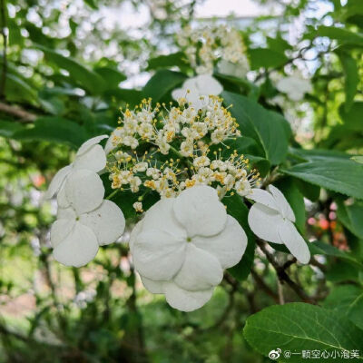 琼花/ 琼花，又称聚八仙、蝴蝶花，是忍冬科荚蒾属。没错，也是木绣球的亲戚，自然颜值不会差。 因为花朵沉静素雅，树形独具风姿，它还被视为「稀世的奇花异卉」。
