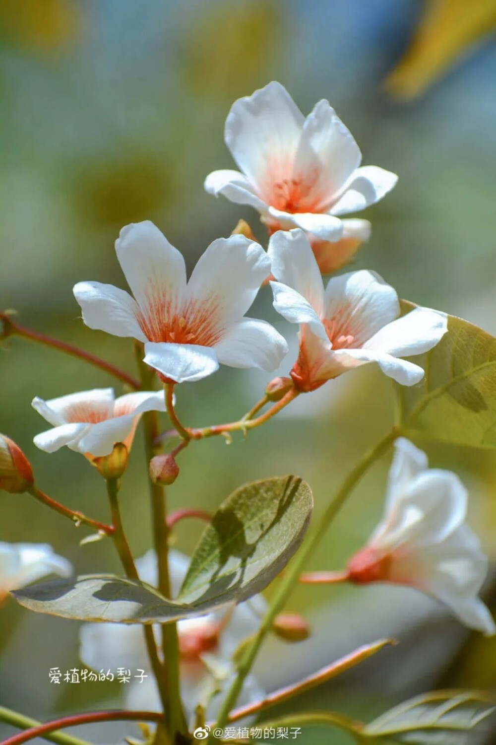 油桐/ 二十四番花信风中，有清明节气「一侯桐花」。但这里的桐花争议很多，有说是泡桐，有说是油桐，还有人说是梧桐。 不过，从诗人的描述里，大概可知应为泡桐。
崔橹说，「丹凤总巢阿阁去，紫花空映楚云愁。」元稹赠白居易的《桐花》诗有句，「胧月上山馆，紫桐垂好阴。」