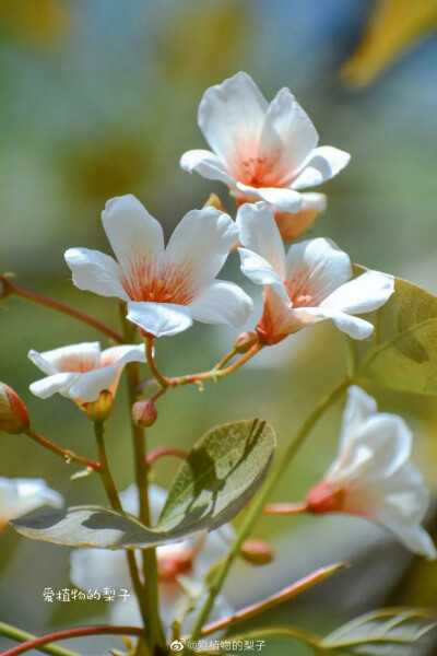 油桐/ 二十四番花信风中，有清明节气「一侯桐花」。但这里的桐花争议很多，有说是泡桐，有说是油桐，还有人说是梧桐。 不过，从诗人的描述里，大概可知应为泡桐。
崔橹说，「丹凤总巢阿阁去，紫花空映楚云愁。」元稹…