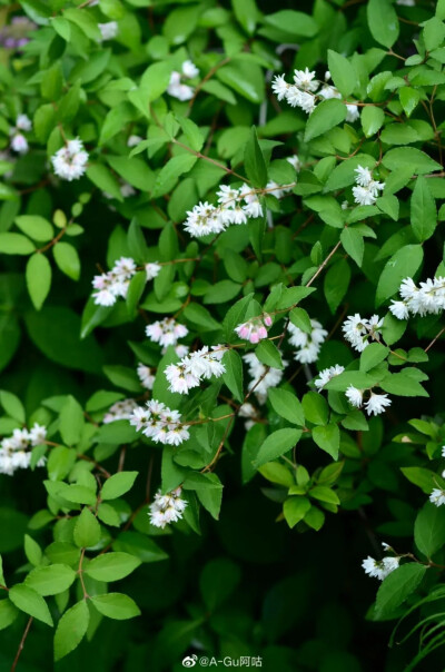 溲疏/?「人间四月芳菲尽，溲疏偷生丛丛白。」?溲疏这个名字，虽然不如樱花海棠般来的优雅，但是却带着一点空灵禅意，而它的花也的确开得有点意境。?一丛丛茂密的绿叶中点缀着素雅的白色小花，还带着点若有若无的清幽…