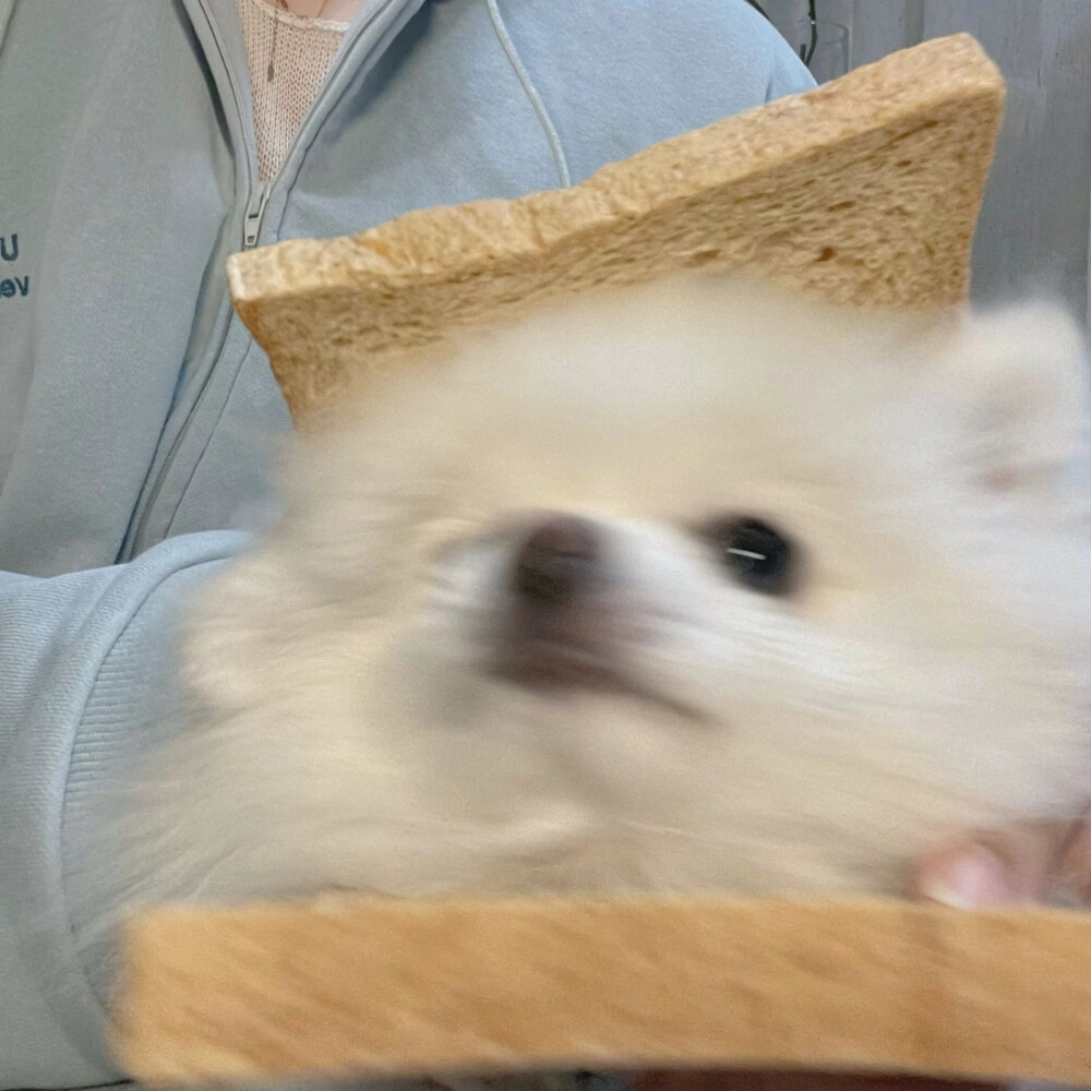 狗狗头像 cr:xhs章鱼小饼子