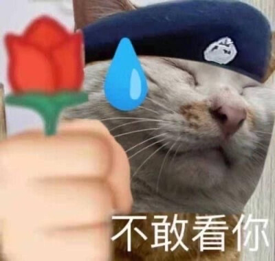 近期收集