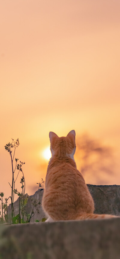 猫猫