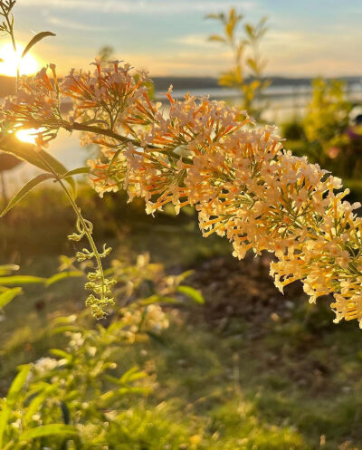 小花花