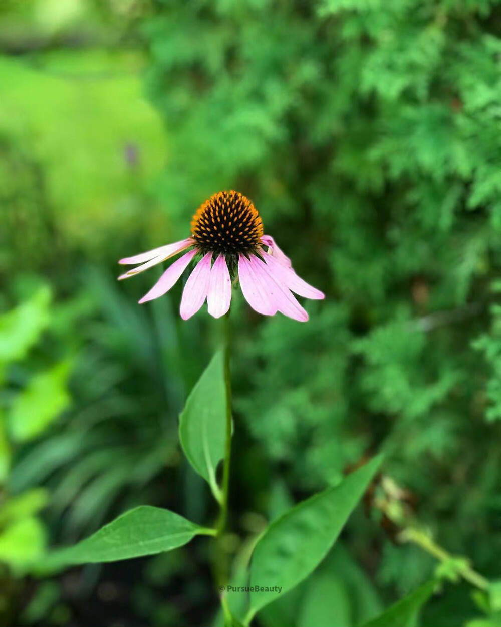 小花花