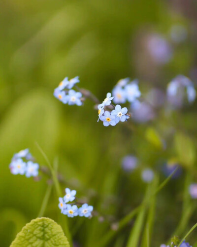 小花花