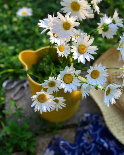 小花花