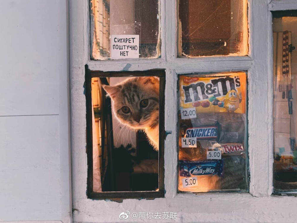 氛围感猫猫头