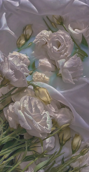 桔梗花 堆糖 美图壁纸兴趣社区