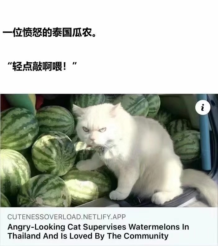 我也不想这样，可它是猫猫啊