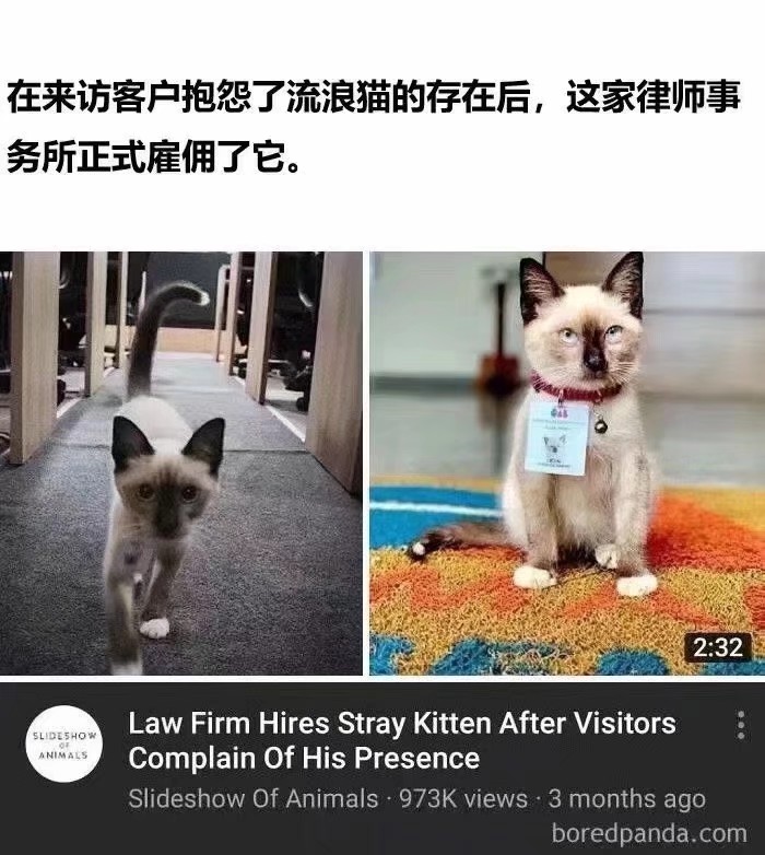 我也不想这样，可它是猫猫啊