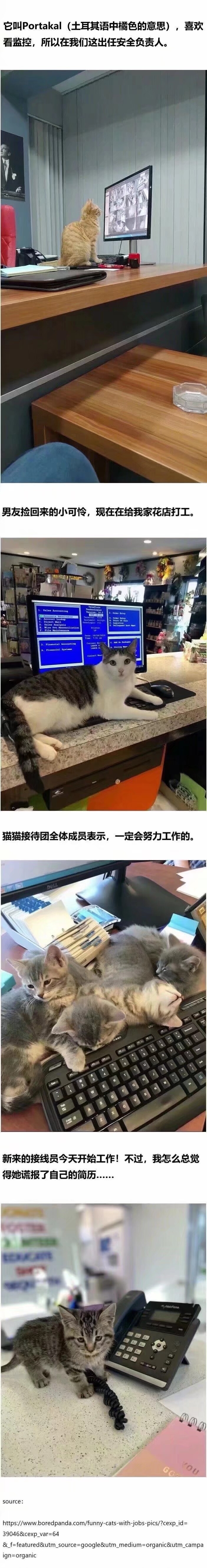 我也不想这样，可它是猫猫啊