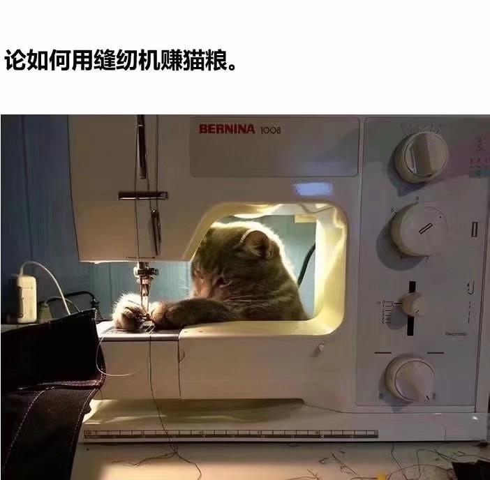 我也不想这样，可它是猫猫啊