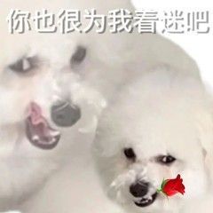 沙雕表情包