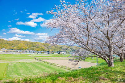 风景