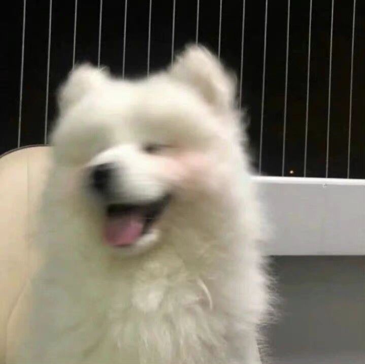 纸片犬