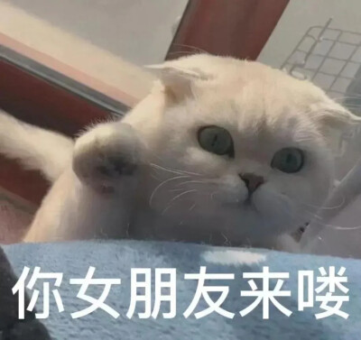 猫 表情包