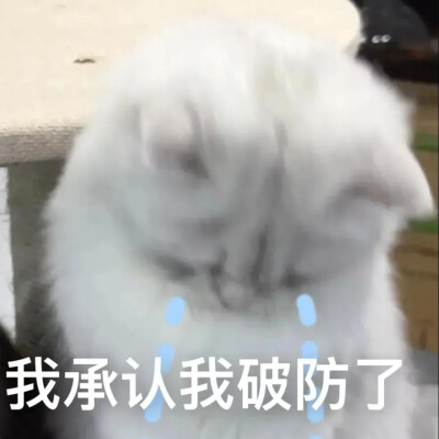 猫 表情包