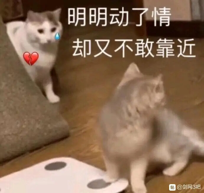 猫 表情包