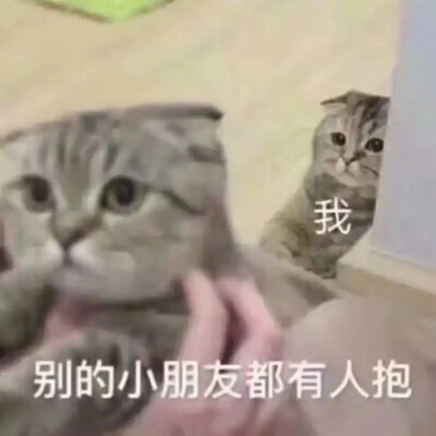 猫 表情包