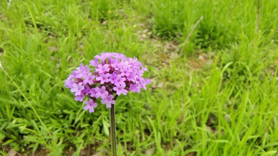 美丽吉安之赏花系列：马鞭草花开 美景怡人