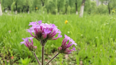 美丽吉安之赏花系列：马鞭草花开 美景怡人