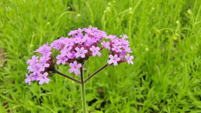 美丽吉安之赏花系列：马鞭草花开 美景怡人