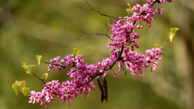 丁香花