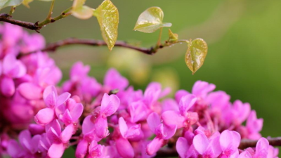 丁香花